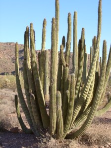 Organ_pipe_cactus