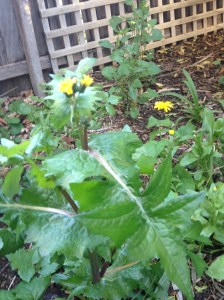 Beware false dandelions that may not be safe to eat (e.g. left and top in this photo). Only the petals of the calendula flower are edible (right).