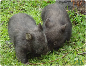 wombats act wild