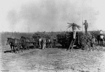 Loading cane South Isis N.C. Railway ca.1900