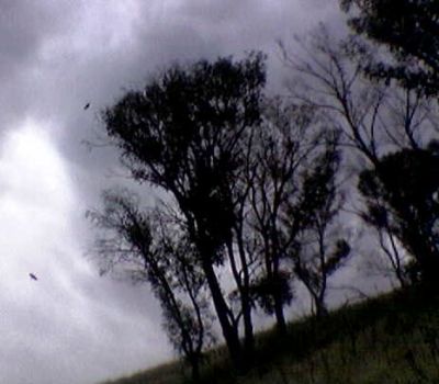Wedge-tailed eagles may prey on adult parrots and cockatoos and their young fledglings.