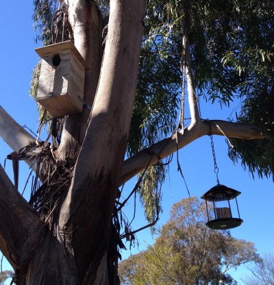 A nest box has been placed in a nearby juvenile tree that is unlikely to develop a hollow for another 60-80 years. Intermittent use of bird feeders can supplement other food sources.