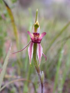 orchid arachnorchis-actensis-act-spider-orchid-rs-dscn5724-act