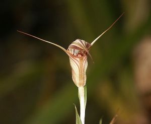 orchid greenhood-Pterostylis_coccinea_270903