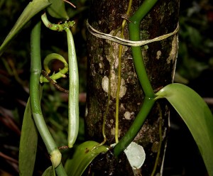 orchid Vanilla_planifolia_W_IMG_2452