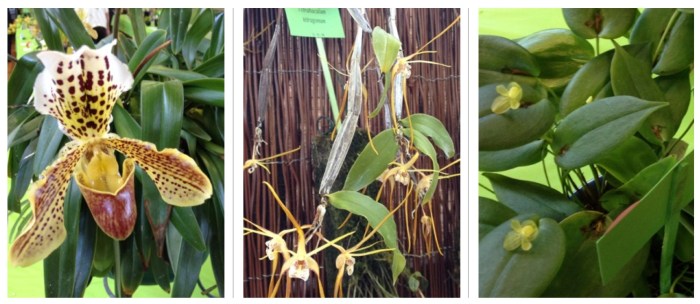 orchids combination 7