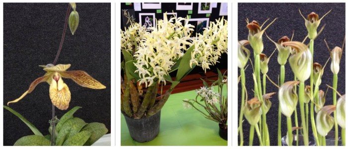 orchids combination 9