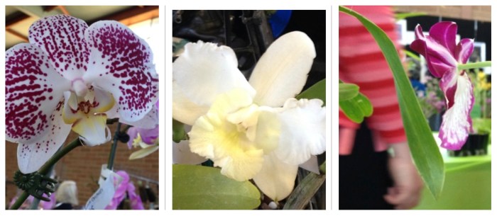 orchids compilation 10