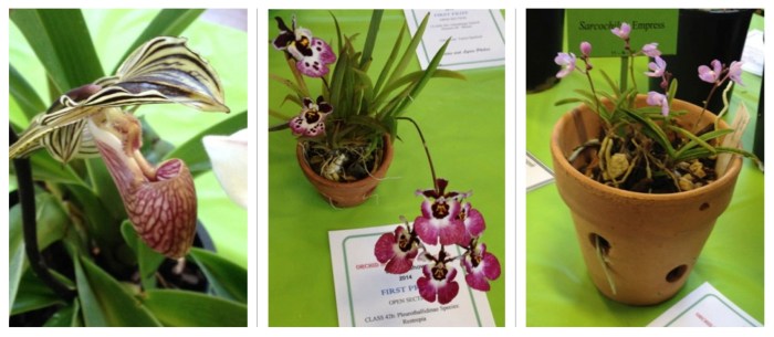 orchids compilation 11