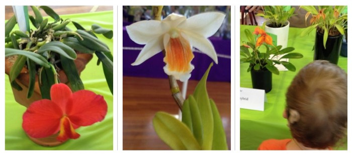 orchids compilation 6