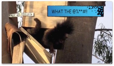 Tree hollow thumbnail 6