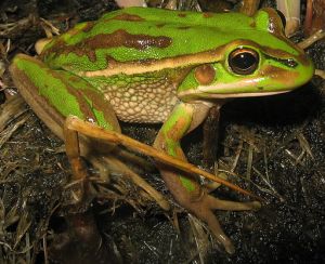 Green & golden bell frog